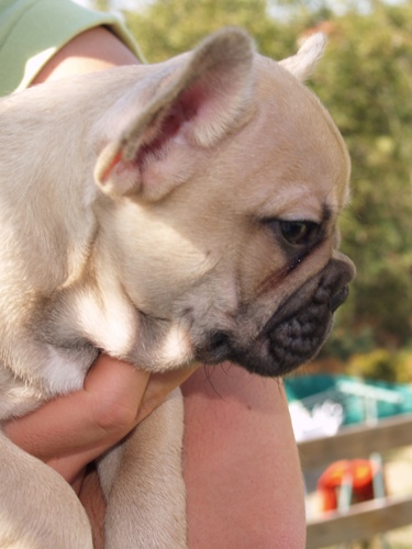 de la fontaine du Vercors - Bouledogue français - Portée née le 31/07/2009