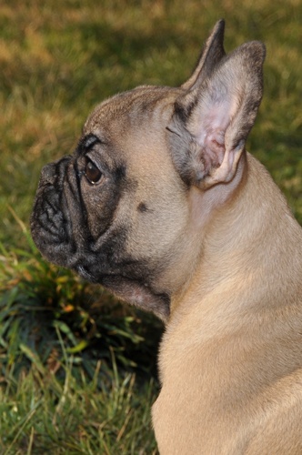 de la fontaine du Vercors - Bouledogue français - Portée née le 05/12/2011